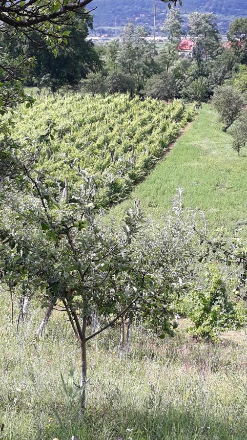 Casa Livada Bunicii Villa Tirgu Ocna Bagian luar foto